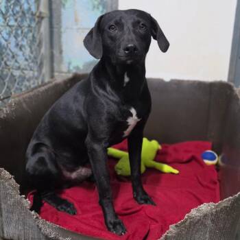 Chevy -  Mixed Breed Dog for Adoption in Jefferson City, Tennessee - Chevy | PetCurious