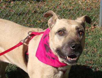 Rescue German Shepherd Dog Dogs for Adoption in Somerset, Kentucky - Mia June Simpson | PetCurious