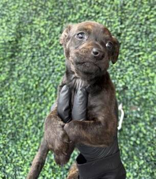 Mixed Breed Dogs Available for Adoption - 60633626 | PetCurious