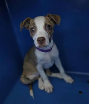 Mixed Breed Dogs Available for Adoption in Dallas, Texas - BIRDIE | PetCurious