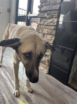 Rescue German Shepherd Dog Dogs for Adoption in Houston, Texas - A645360 | PetCurious