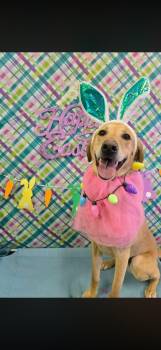 Labrador Retriever Dogs Available for Adoption in Salt Lake City, Utah - Duttin | PetCurious