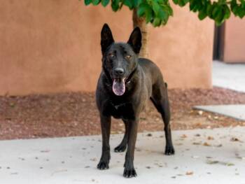 SHADY -  Mixed Breed Dog for Adoption in Santa Fe, New Mexico - SHADY | PetCurious