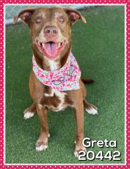 GRETA -  Chocolate Labrador Retriever Dog for Adoption in Marietta, Georgia - GRETA | PetCurious