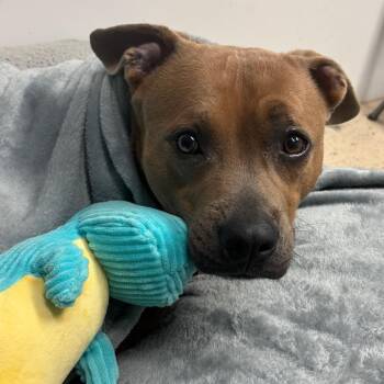 Pit Bull Terrier Dogs Available for Adoption - Pablo | PetCurious