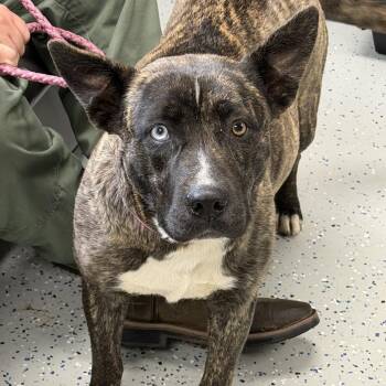 Wren aka Nerissa -  Shepherd and Australian Shepherd Dog for Adoption in Marion, Virginia - Wren Aka Nerissa | PetCurious