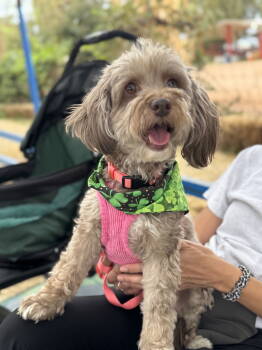 Rescue Havanese and Poodle Dogs for Adoption in Phoenix, Arizona - Bella | PetCurious