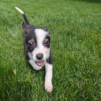 Bella -  Australian Cattle Dog Blue Heeler Dog Available for Adoption in Newport, Washington - Bella | PetCurious