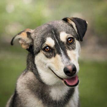 Siberian Husky and Labrador Retriever Dogs Available for Adoption in Hondo, Texas - Lani | PetCurious