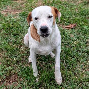 Desiree -  Shepherd and Mixed Breed Dog for Adoption in Jefferson City, Tennessee - Desiree | PetCurious
