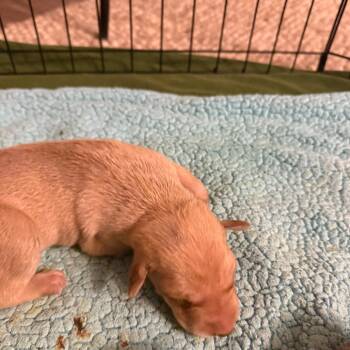 Mixed Breed Dogs Available for Adoption in Sacramento, California - Rocket | PetCurious