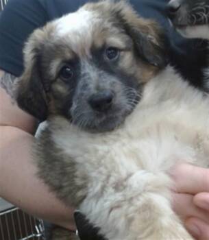 BO PEEP -  Australian Cattle Dog Blue Heeler and Mixed Breed Dog for Adoption in Salinas, California - BO PEEP | PetCurious