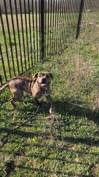 Terrier Dogs Available for Adoption in Xenia, Ohio - Harleigh | PetCurious