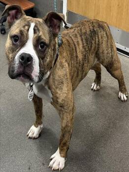American Bulldog and Mixed Breed Dogs Available for Adoption - LEGOLES | PetCurious