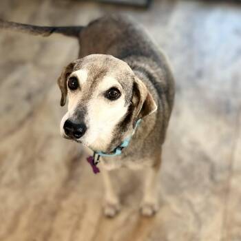 Beagle and Mixed Breed Dogs Available for Adoption - Princess | PetCurious