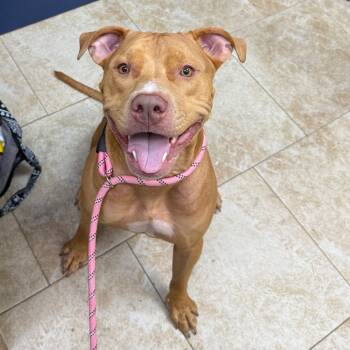 Rescue Pit Bull Terrier Dogs for Adoption in Galveston, Texas - Kylo | PetCurious