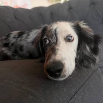Dash -  Dachshund Dog for Adoption in Nowata, Oklahoma - Dash | PetCurious