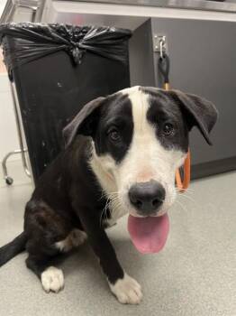 RILEY -  Australian Cattle Dog Blue Heeler Dog for Adoption in Ontario, California - RILEY | PetCurious