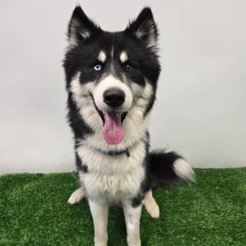 Everest -  Husky Dog for Adoption in Columbia, Missouri - Everest | PetCurious