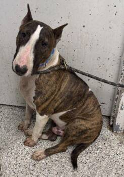 Roo -  Bull Terrier and Mixed Breed Dog for Adoption in Kansas City, Missouri - Roo | PetCurious