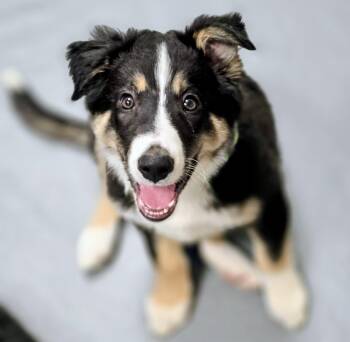 Border Collie Dogs Available for Adoption - Ronan, Born November 10/2025 | PetCurious