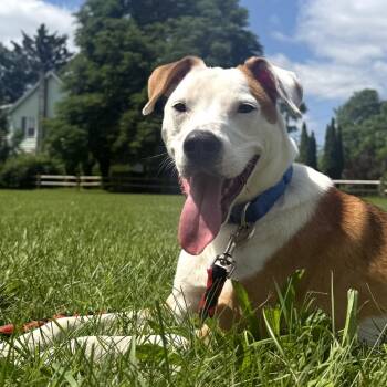 Rescue Mixed Breed Dogs for Adoption in Oneonta, New York - Phineas | PetCurious