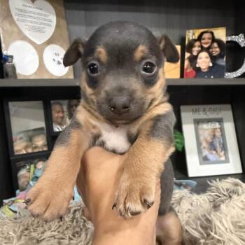 Chihuahua Dogs Available for Adoption - The Dutchess | PetCurious