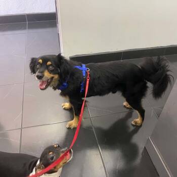 Rocky -  Cocker Spaniel and Papillon Dog for Adoption in Escondido, California - Rocky | PetCurious