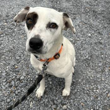 Rescue Cattle Dog Dogs for Adoption in Harlingen, Texas - Lola | PetCurious