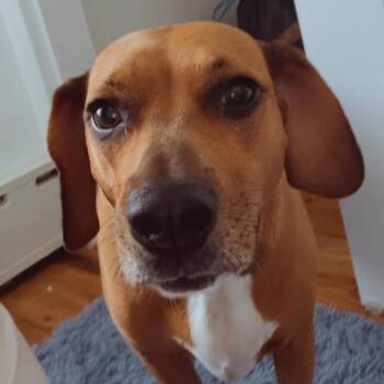 Mixed Breed Dogs Available for Adoption - Kali | PetCurious