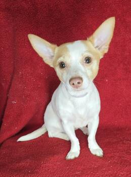 Chihuahua and Terrier Dogs Available for Adoption - Rusty  | PetCurious