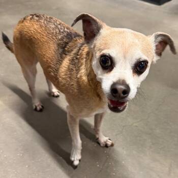 Pablo -  Chihuahua and Mixed Breed Dog for Adoption in Tampa, Florida - Pablo | PetCurious