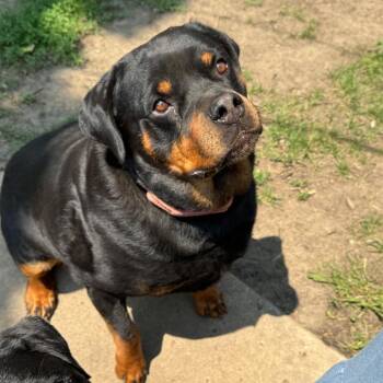 Zee -  Rottweiler Dog for Adoption in Bismarck, North Dakota - Zee | PetCurious
