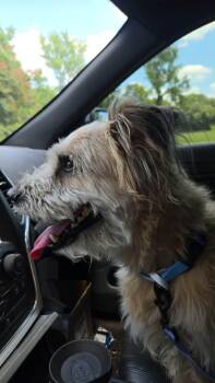 BJ -  Yorkshire Terrier Dog for Adoption in Holly Springs, North Carolina - BJ | PetCurious