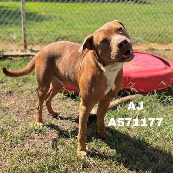 AJ -  Bull Terrier Dog for Adoption - AJ | PetCurious