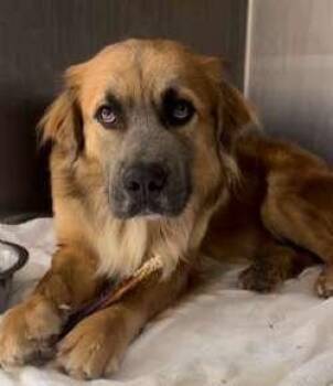 Arlo -  Golden Retriever and Shepherd Dog for Adoption in Sudbury, Massachusetts - Arlo | PetCurious