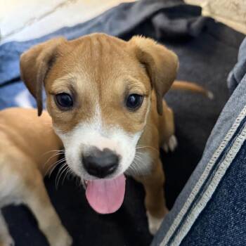 Zita -  Mixed Breed Dog for Adoption in Casa Grande, Arizona - Zita | PetCurious