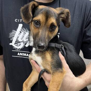 Winston -  Dachshund Dog for Adoption in Lufkin, Texas - Winston | PetCurious