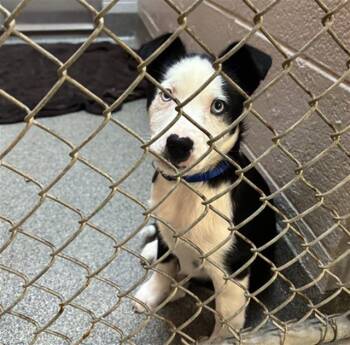 Siberian Husky and Mixed Breed Dogs Available for Adoption - GATOR | PetCurious