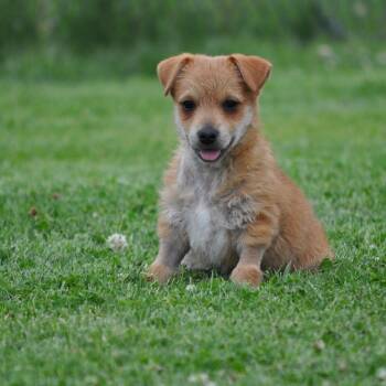 Donnie -  Pomeranian and Terrier Dog for Adoption in Union Gap, Washington - Donnie | PetCurious
