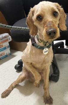 Terrier and Yorkshire Terrier Dogs Available for Adoption - A568862 | PetCurious