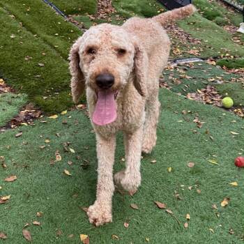 George Washington -  Standard Poodle Dog for Adoption in Sunrise, Florida - George Washington | PetCurious