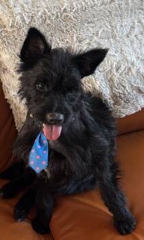 Scottish Terrier and Terrier Dogs Available for Adoption in Plano, Texas - Grinchi | PetCurious