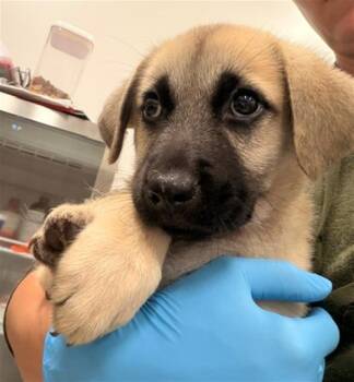 SABINE -  Anatolian Shepherd Dog for Adoption in Baytown, Texas - SABINE | PetCurious