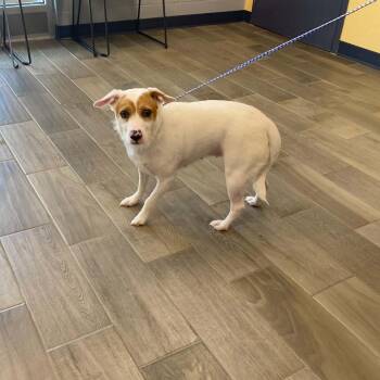 Lilly Rose -  Jack Russell Terrier and Beagle Dog for Adoption in Nevada, Missouri - Lilly Rose | PetCurious