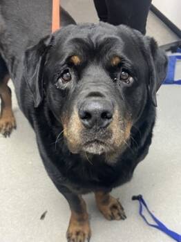 Rescue Rottweiler and Mixed Breed Dogs for Adoption in West Chester, Pennsylvania - Drako | PetCurious