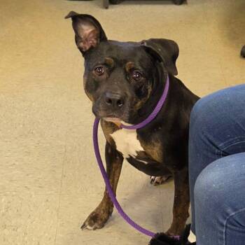 Rottweiler Dogs Available for Adoption in Medina, Ohio - Minka | PetCurious