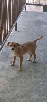 Terrier Dogs Available for Adoption - MOSES | PetCurious