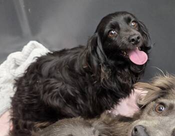 Dachshund Dogs Available for Adoption in Houston, Texas - Halo | PetCurious