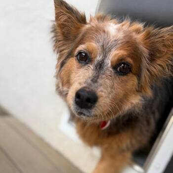 Cherie Lee -  Cattle Dog and Shetland Sheepdog Sheltie Dog for Adoption in Los Angeles, California - Cherie Lee | PetCurious